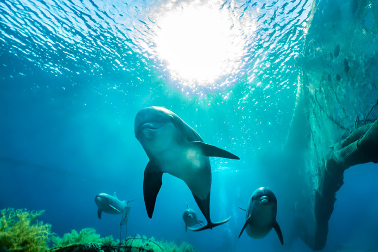 Healing Songs Of Dolphins And Whales