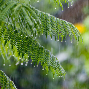 Forest Rain Showers 1